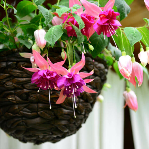 Fuchsia Trailing (9cm)