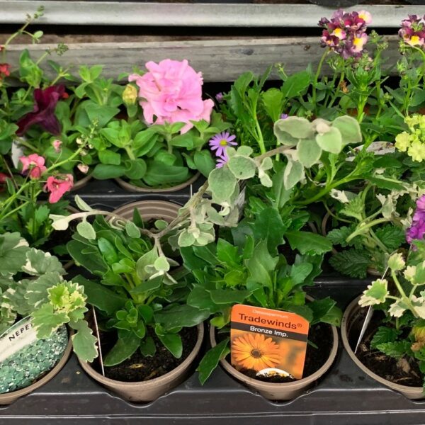 Tray of 18 Multibuy Basket Plants