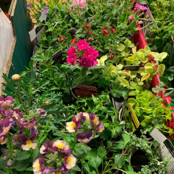Tray of 9 Multibuy Basket Plants