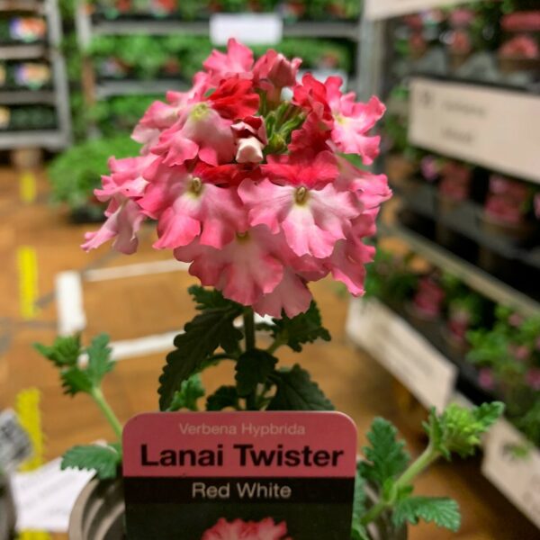 Verbena Lanai (9cm)